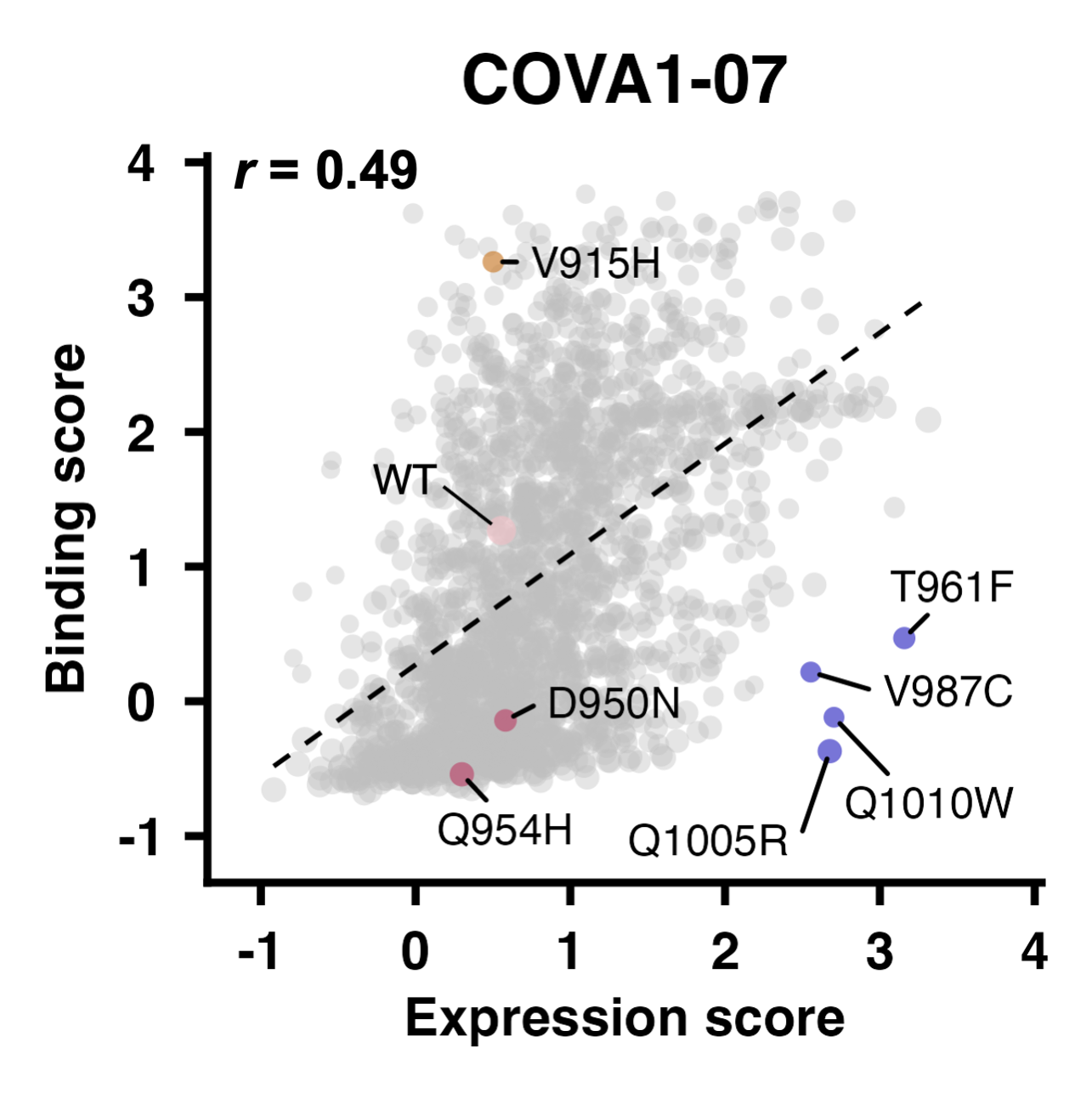 Antibody-Binding_Expression